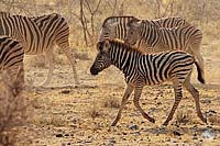 Junges Steppenzebra