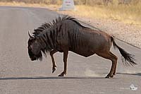 Gnu-Wechsel