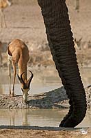 Springbock und Rssel teilen sich das Wasser