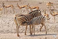 Steppenzebra mit sugendem Nachwuchs