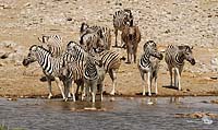 Zebragruppe am Wasserloch