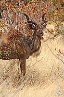 Kudu I