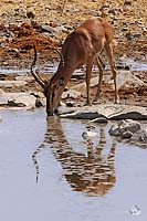 Impala im Spiegel