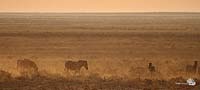 Abendstimmung im Etosha I