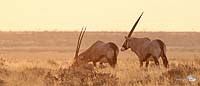 Abendstimmung im Etosha I