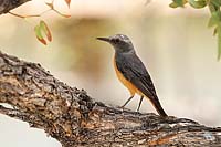 Kleiner Vogel mit gelbem Bauch