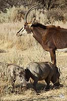 Rappenantilope und Warzenschweine