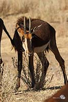 Junge Rappenantilope