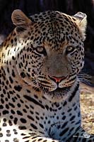 Leoparden-Portrait