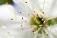 Stempel und Pollen