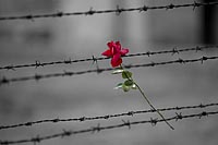Auschwitz-2014-011