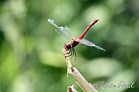 Libelle mit zerfressenem Flgel