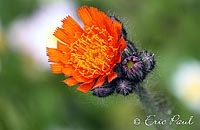 Orangerotes Habichtskraut (Hieracium aurantiacum L.)