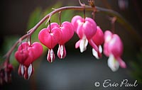 Trnendes Herz (Lamprocapnos spectabilis)