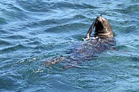 IMG 1711 - Seal