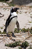 IMG 2076 - Pinguin