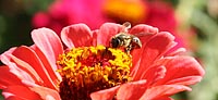 IMG 2292 - Bee in a Flower
