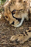 IMG 3020 - Cheetah 2