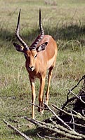 IMG 4246 - Antilope