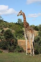 IMG 4527 - Giraffe